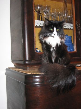 Undercover-Coon´s Ashley Bild 50