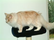 Undercover-Coon´s Atze Bild 53