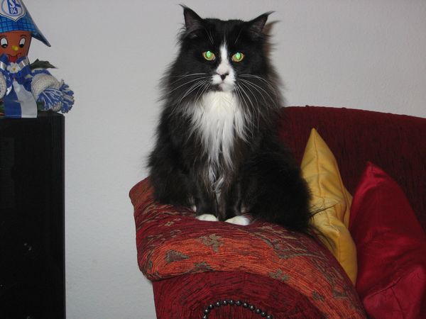 Undercover-Coon´s Ashley Bild 56