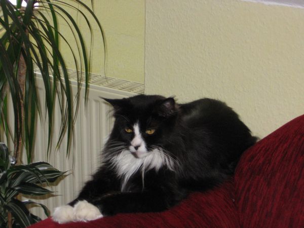 Undercover-Coon´s Ashley Bild 57