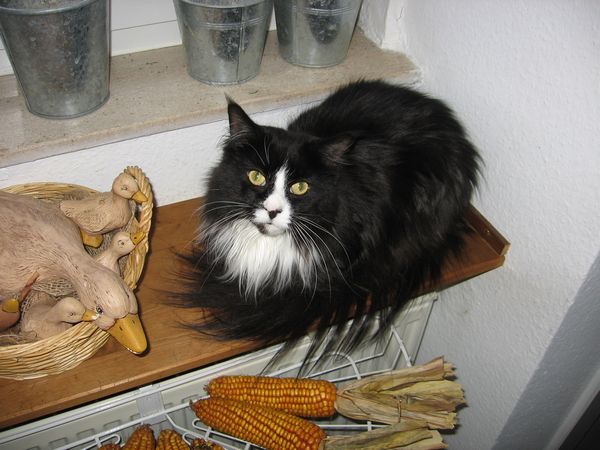 Undercover-Coon´s Ashley Bild 58