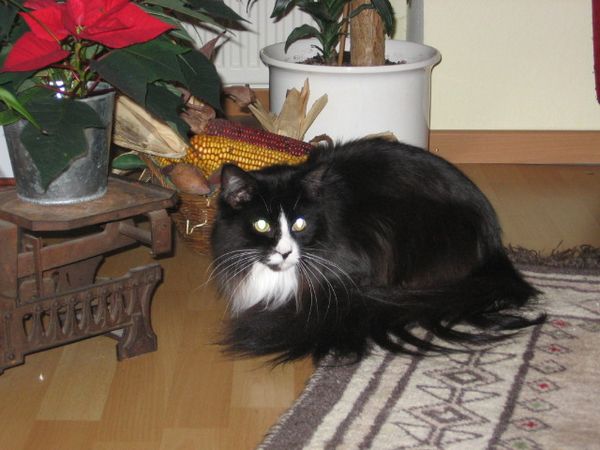 Undercover-Coon´s Ashley Bild 60
