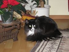 Ashley am 15.11.2011 Bild 60