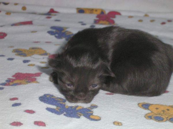 Undercover-Coon´s Baghira Bild 3