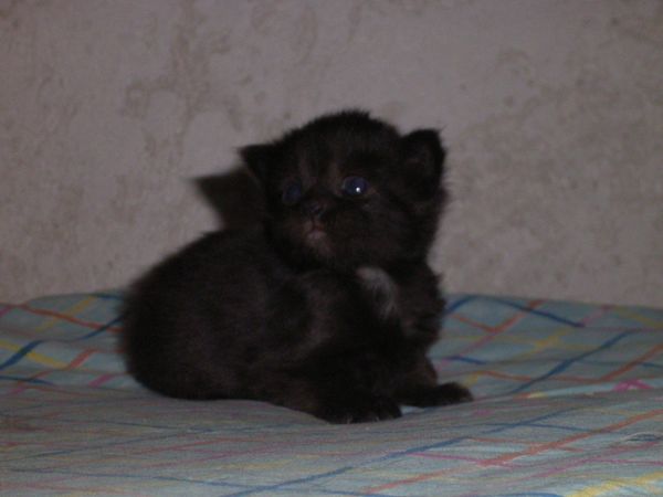 Undercover-Coon´s Baghira Bild 10
