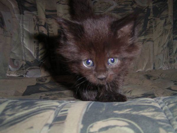 Undercover-Coon´s Baghira Bild 31
