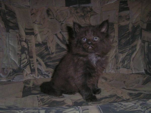 Undercover-Coon´s Baghira Bild 34