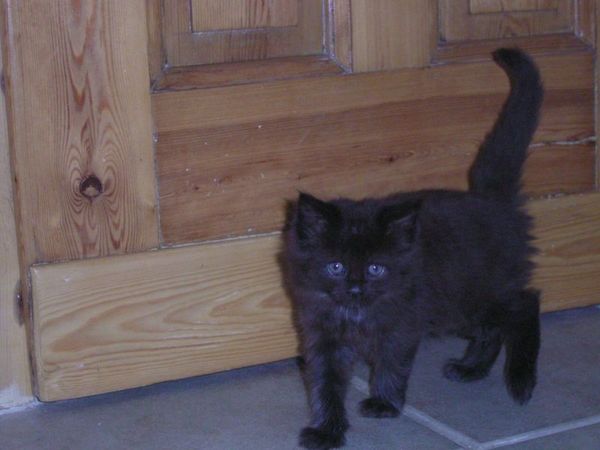 Undercover-Coon´s Baghira Bild 37