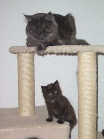 Undercover-Coon´s Baghira Bild 45