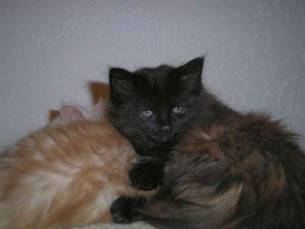Undercover-Coon´s Baghira Bild 54