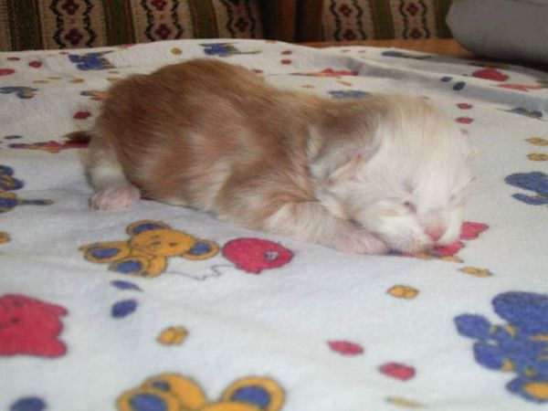 Undercover-Coon´s Balou Bild 2