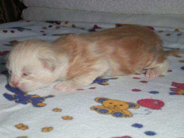 Undercover-Coon´s Balou Bild 3