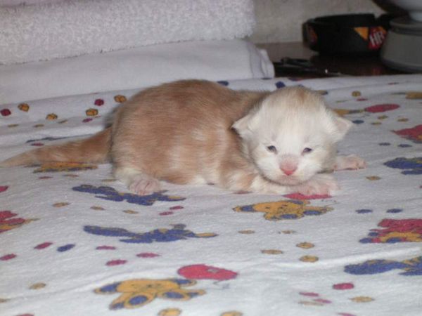 Undercover-Coon´s Balou Bild 4