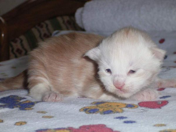 Undercover-Coon´s Balou Bild 5