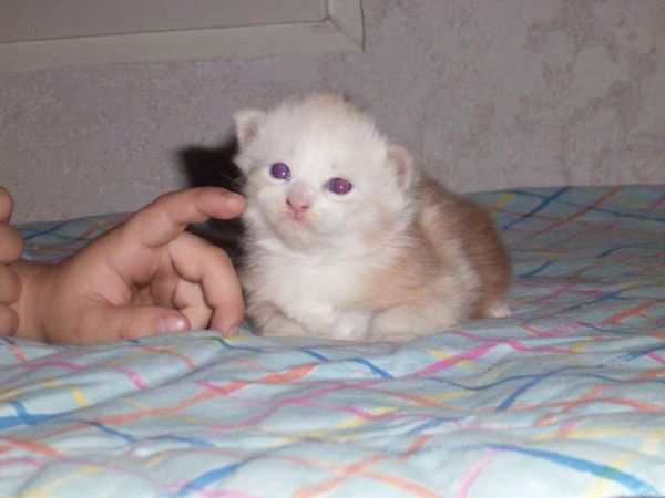 Undercover-Coon´s Balou Bild 11