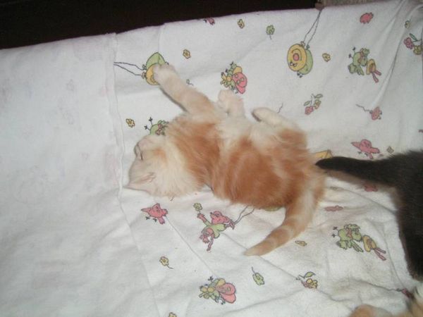 Undercover-Coon´s Balou Bild 21