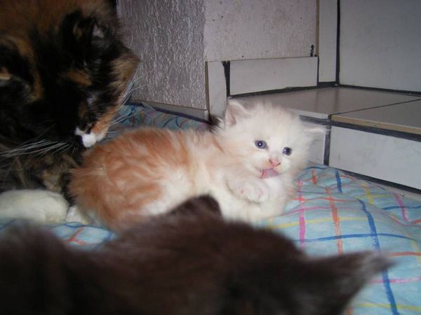 Undercover-Coon´s Balou Bild 27