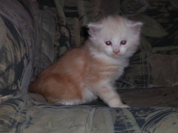 Undercover-Coon´s Balou Bild 28