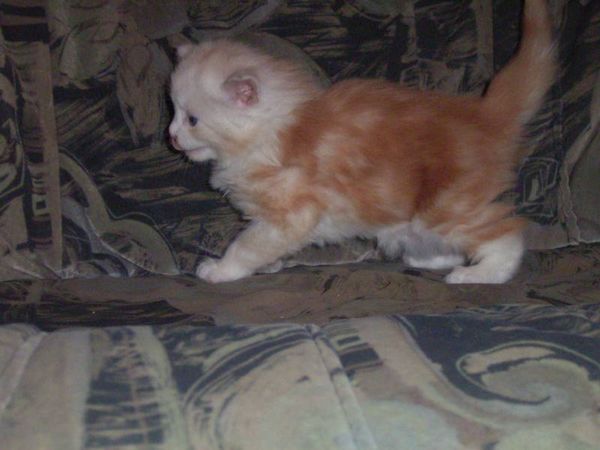 Undercover-Coon´s Balou Bild 29