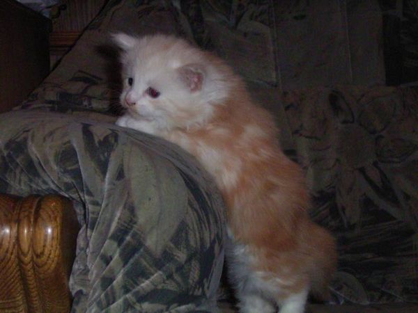 Undercover-Coon´s Balou Bild 30