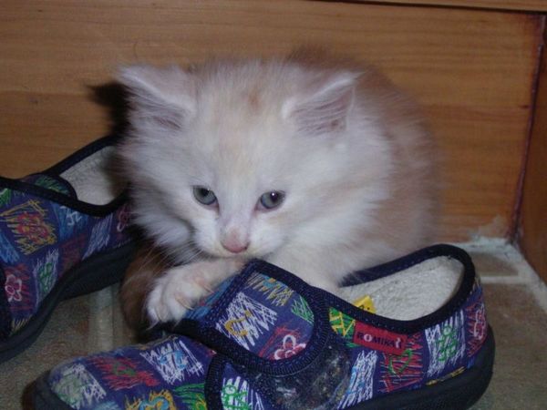 Undercover-Coon´s Balou Bild 38