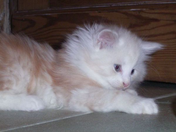 Undercover-Coon´s Balou Bild 40