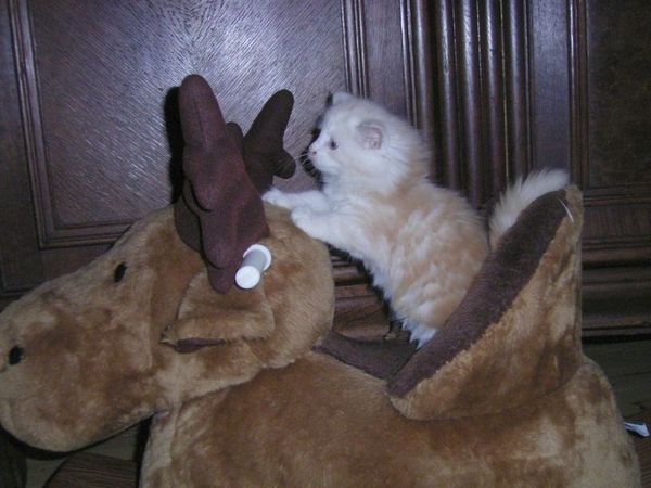 Undercover-Coon´s Balou Bild 45