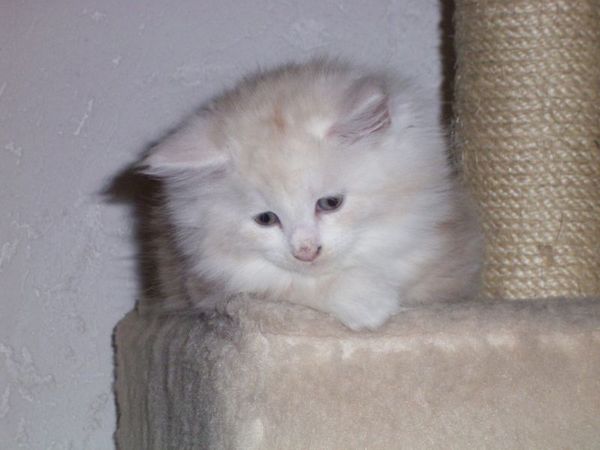 Undercover-Coon´s Balou Bild 47