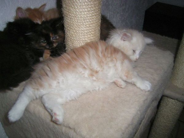 Undercover-Coon´s Balou Bild 49