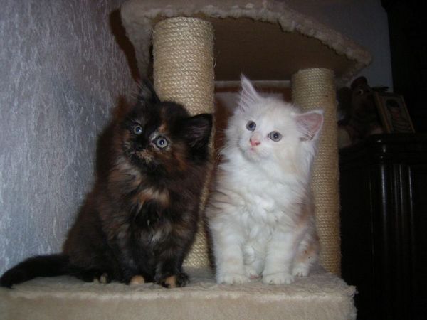 Undercover-Coon´s Balou Bild 57