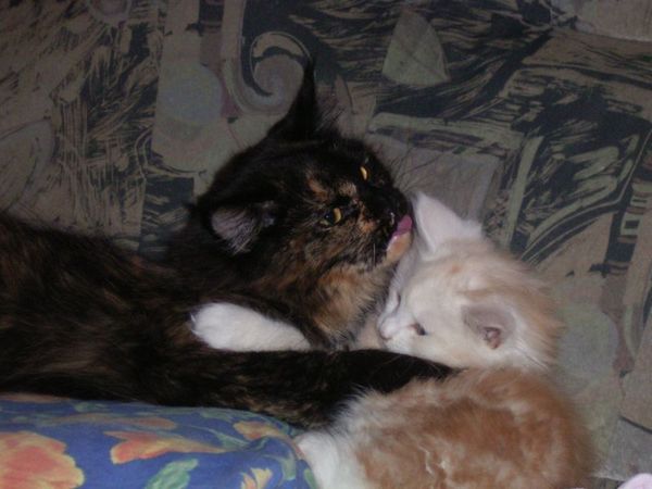 Undercover-Coon´s Balou Bild 61