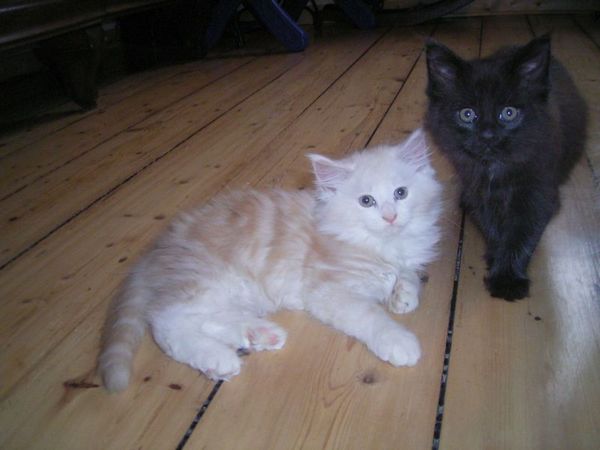 Undercover-Coon´s Balou Bild 62
