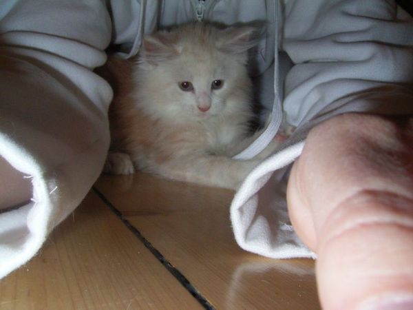 Undercover-Coon´s Balou Bild 66