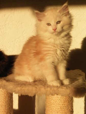 Undercover-Coon´s Balou Bild 69