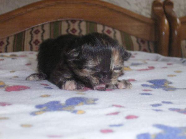 Undercover-Coon´s Bijou Bild 1
