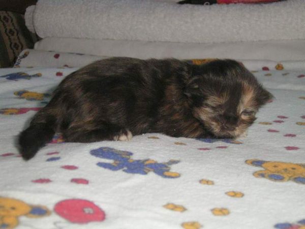 Undercover-Coon´s Bijou Bild 3