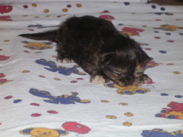 Undercover-Coon´s Bijou Bild 4