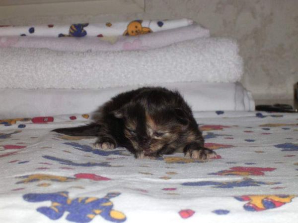 Undercover-Coon´s Bijou Bild 5