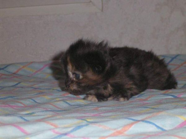 Undercover-Coon´s Bijou Bild 10