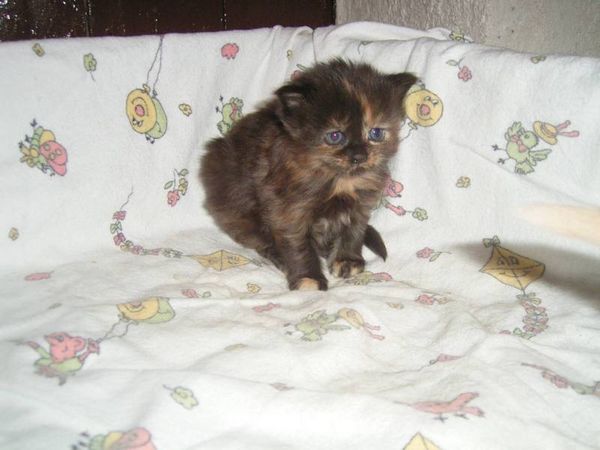 Undercover-Coon´s Bijou Bild 20