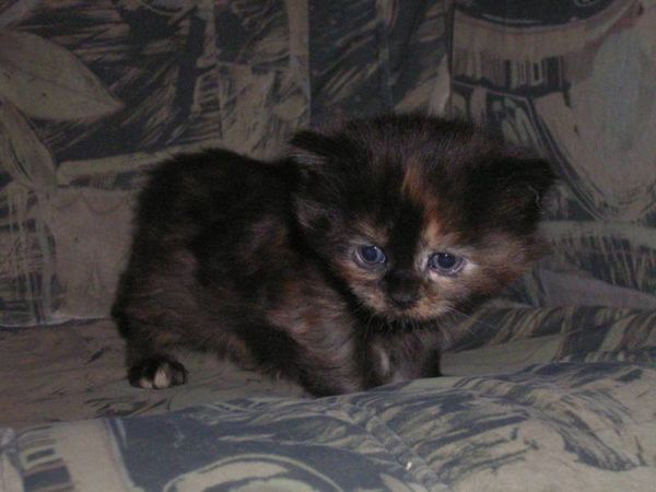 Undercover-Coon´s Bijou Bild 22