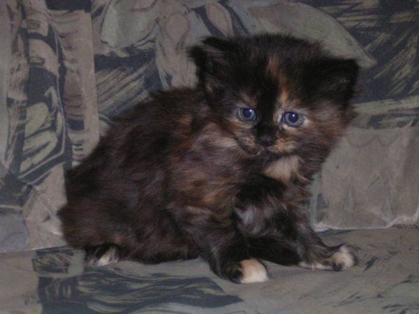 Undercover-Coon´s Bijou Bild 27