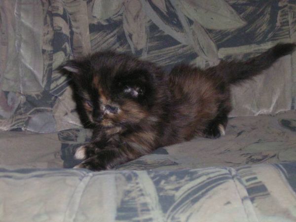 Undercover-Coon´s Bijou Bild 28