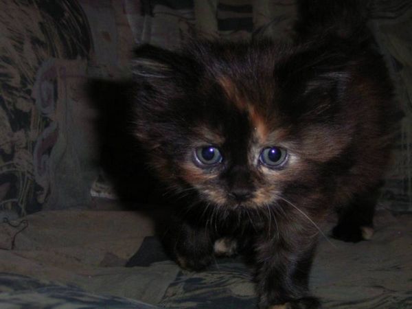 Undercover-Coon´s Bijou Bild 29