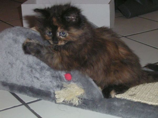 Undercover-Coon´s Bijou Bild 34