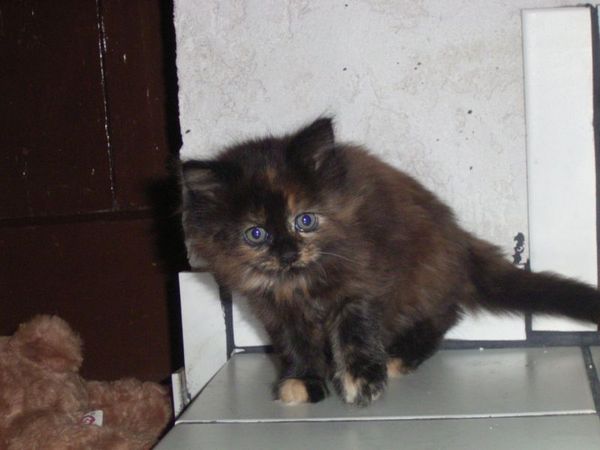 Undercover-Coon´s Bijou Bild 35