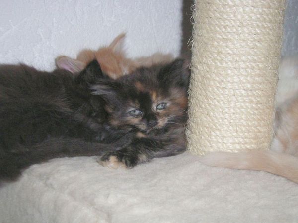 Undercover-Coon´s Bijou Bild 43