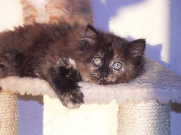 Undercover-Coon´s Bijou Bild 51