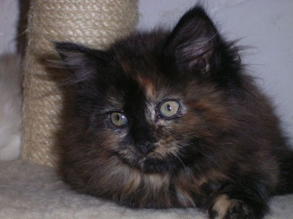 Undercover-Coon´s Bijou Bild 53