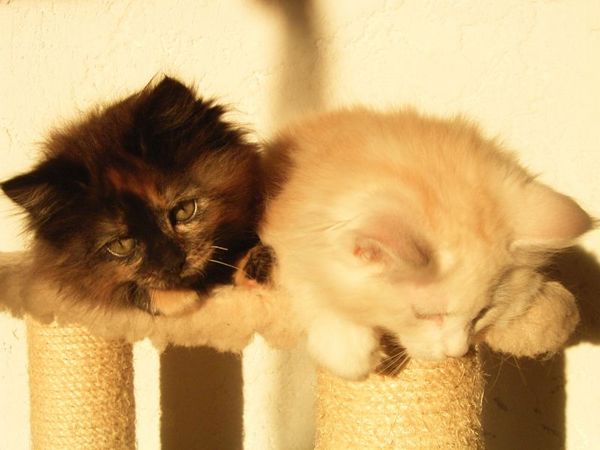 Undercover-Coon´s Bijou Bild 58